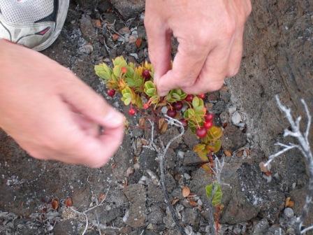 Ohelo berry picking on the island of Hawaii